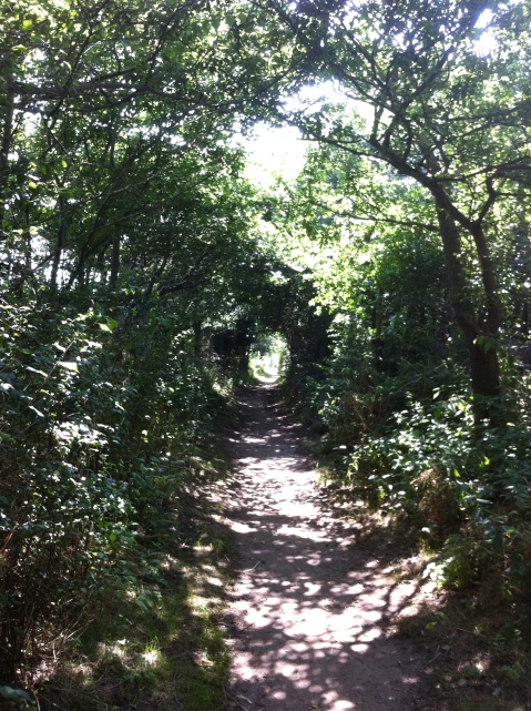 The woods at Covehithe